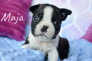 Boston Terrier welpen mit pap 