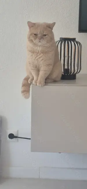 BKH Deckkater 