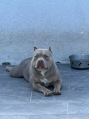 American bully