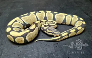0.1 Desert ghost 100% HET Clown NZ24