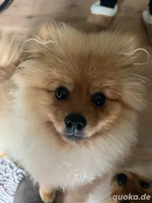 Zuckersüße Pomerania     zwergspitz Welpen