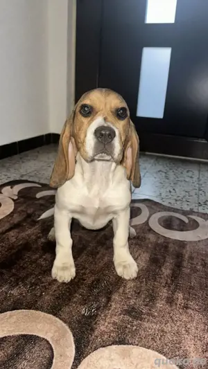 Beagle -Welpen