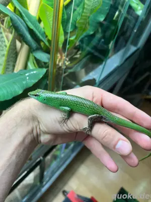 Lamprolepis smaragdina 