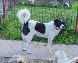 CHIPPO - möchte aufs Land ziehen (wartet in Rumänien)