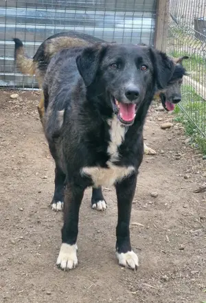 Wayona hat ein richtiges Zuhause verdient.  Wo bist du? Bild 9