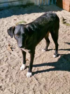 Wayona hat ein richtiges Zuhause verdient.  Wo bist du? Bild 8