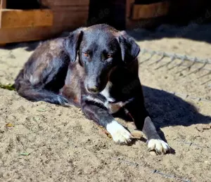 Wayona hat ein richtiges Zuhause verdient.  Wo bist du? Bild 6