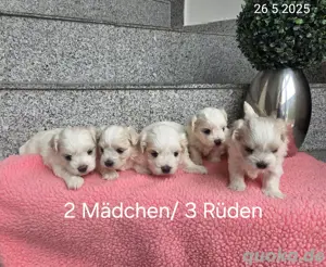 Bildhübsche Malteser Babys 