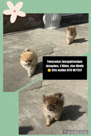 Pomeranian Zwergspitzwelpen