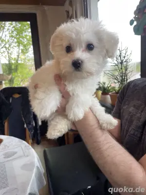 Mini Malteser 