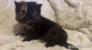 perser kitten mix 