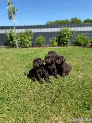 reinrassige Labrador Welpen mit Ahnentafel 