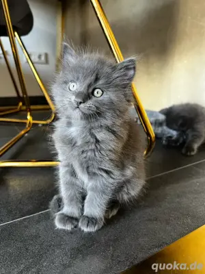 Süße Maine Coon Kitten