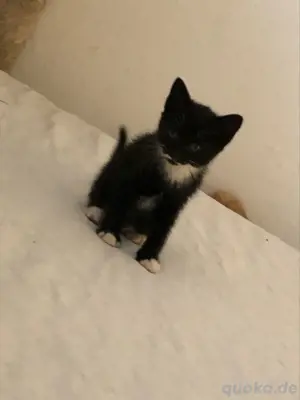 kleine mini katze