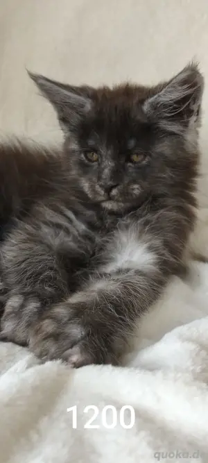 Maine Coon Reinrassig mit Stammbaum 