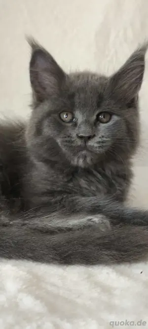 Maine Coon Reinrassig mit Stammbaum 