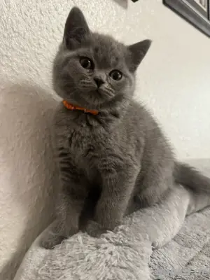  bkh kitten (abgabebereit)