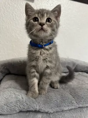 bkh kitten abgabebereit