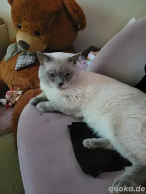 BKH kater sucht neuen Zuhause