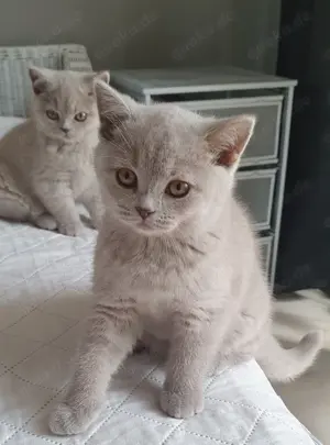 2 BKH Kitten Mädchen Lilac 