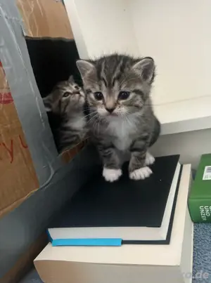 5 getigerte Kitten :-) 