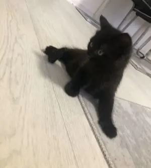 Katze  verkaufen  schwarz 