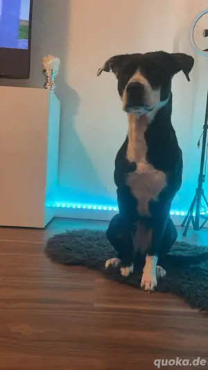 Labrador Mix Hündin