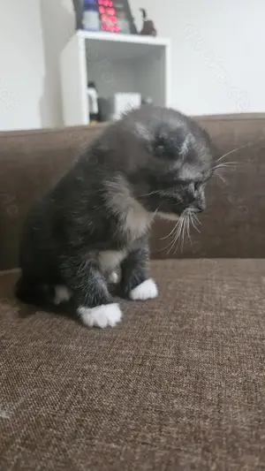 Verspielte Katze 