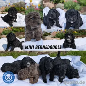 Bernedoodle Wurf zu verkaufen