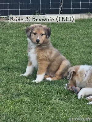 Australian Shepherd Labrador Collie Mix Welpen zu verkaufen