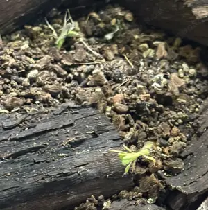 Wandelnde Blätter Nachwuchs abzugeben 10 Stück 1 Euro Bild 10