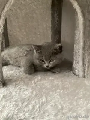 BKH Blue Reinrassige kitten . ABHOLBEREIT.