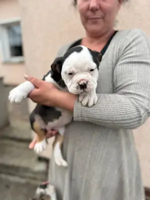 OEB Welpe  Dicke Berta  Old English Bulldog  Bild 7