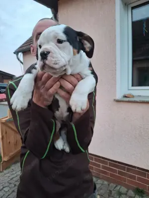 OEB Welpe  Dicke Berta  Old English Bulldog 