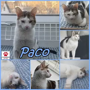 Lieber Paco sucht passendes Zuhause