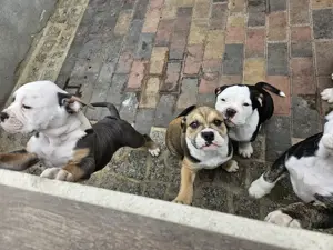 OEB Welpe  Dicke Berta  Old English Bulldog  Bild 6