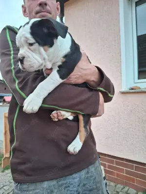 OEB Welpe  Dicke Berta  Old English Bulldog  Bild 5