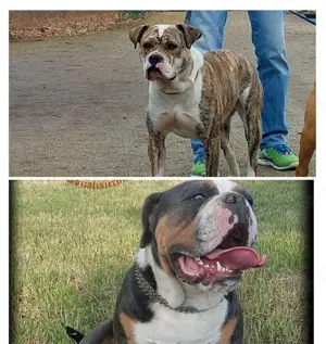 OEB Welpe  Dicke Berta  Old English Bulldog  Bild 8
