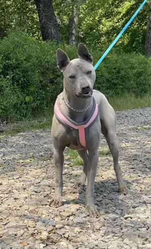 weibliche Thai Ridgeback-Hündin mit Stammbaum zu verkaufen