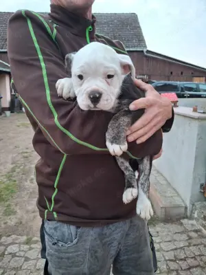 OEB Welpe  herzensgute Prinzessin  Old English Bulldog 