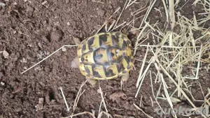 griechische landschildkröte  Bild 2