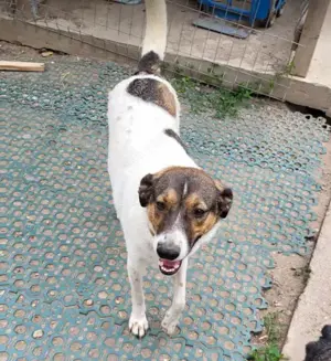 GIGI - so ein toller Kerl (wartet in Rumänien) Bild 8