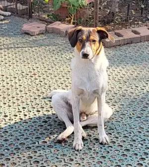 GIGI - so ein toller Kerl (wartet in Rumänien) Bild 9