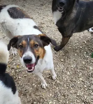 GIGI - so ein toller Kerl (wartet in Rumänien) Bild 7