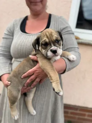OEB Welpe  Powergirl  Old English Bulldog 