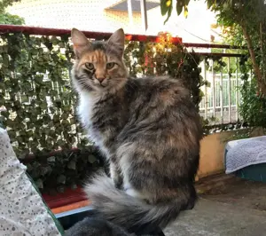 Wunderschöne Masha sucht ein Zuhause mit Freigang