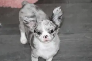 Traumhafte Chihuahua Hündin mit Ahnentafel 