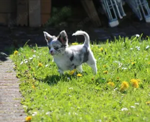 Traumhafte Chihuahua Hündin mit Ahnentafel  Bild 5
