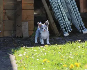 Traumhafte Chihuahua Hündin mit Ahnentafel  Bild 4