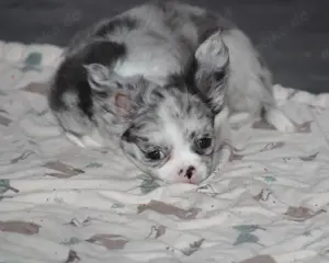 Traumhafte Chihuahua Hündin mit Ahnentafel  Bild 6